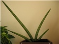 sanseveria cylindrica